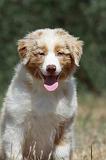 BERGER AUSTRALIEN PUPPIES 280